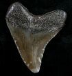 Juvenile Megalodon Tooth - South Carolina #10678-1